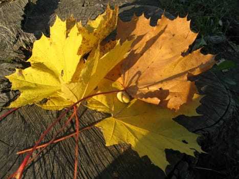 Autumn yellow  maple leaves on the stump.