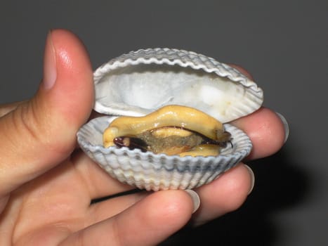 Girl's hand holding an open seashell with mollusc inside