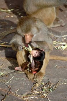 Mother is feeding her monky baby