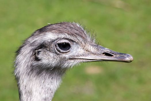 Emu in profile