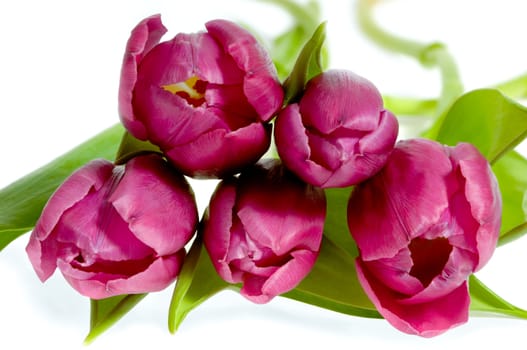 Bouquet of pink tulips on clean white background.