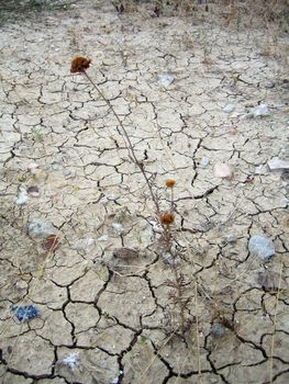 Crannied drought-dried soil with died plants