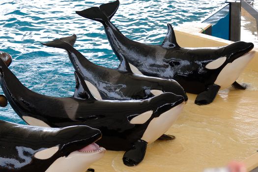 Killerwhales posing in waterpark