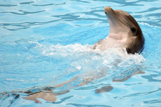 Happy dolphin is swimming in the water.