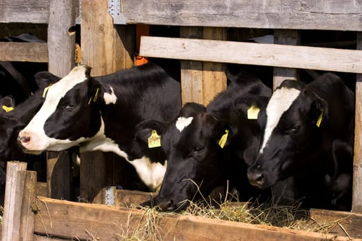 Cows feeding hay in a farm