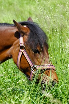 Pony is eating green grass