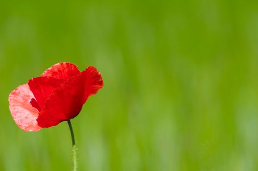 Red poppy and corn filed 