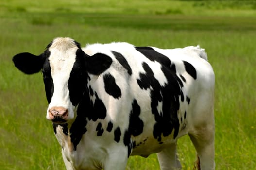 Cow is standing on green field.