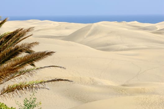 Palm and sand dunes in the background