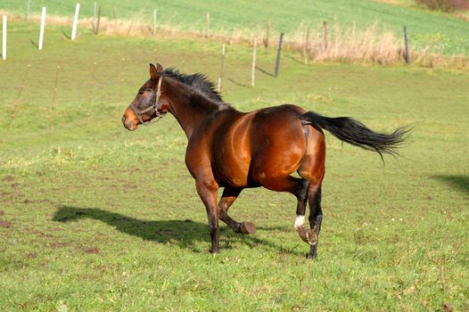 Horse is running on green grass