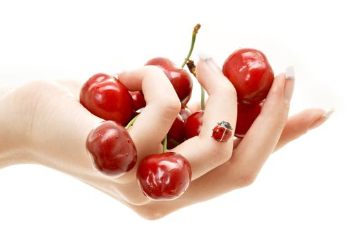 hand full of red cherries over white