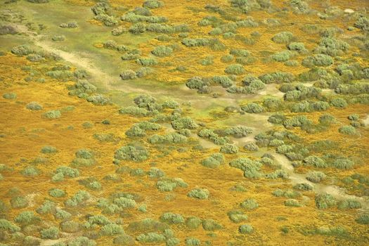 Aerial of green grassland and low growing shrubs with path in rural California, USA.