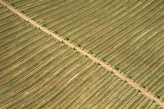 Aerial of agricultural farmland with dirt road, USA.