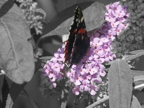 butterfly on buddleja
