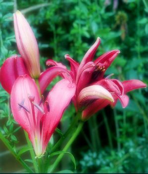 red lily bashed by the winds