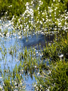 Flooded meadow with sun reflections