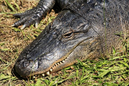 Big crocodile sunbathing in grass. New Zealand zoo