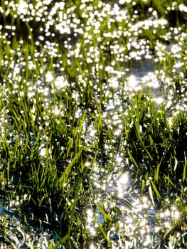 Flooded meadow with sun reflections
