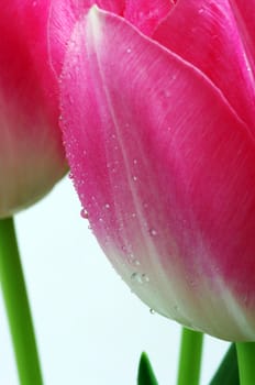 Lots of pink tulips's petals. Abstract background.