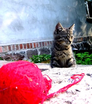 My cat- Zdzislaw