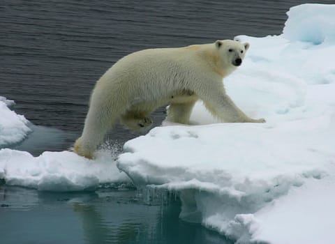 Polar bear coming up of water on the ice east of Svalbard. 