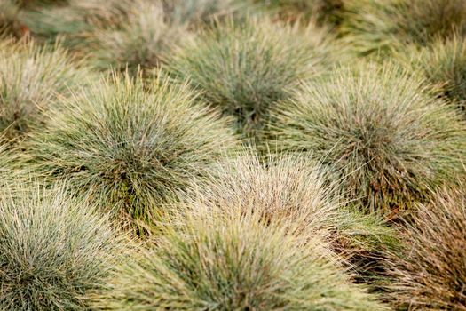 A clumped grass background texture