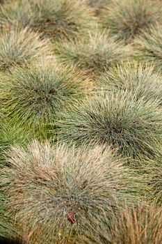 A clumped grass background texture