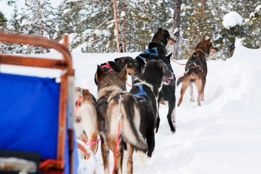 Sled dogs harnessed up, ready to run