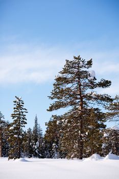 A winter landscape with trees and snow