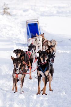 Sled dogs harnessed up, ready to run