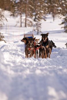 Sled dogs waiting in a winter landscape