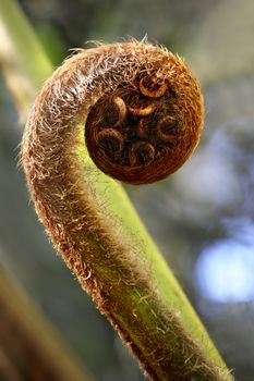 Fern unravelling close-up on dim background