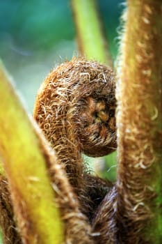 Fern unravelling close-up on dim background