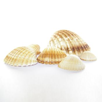 Isolated sea shell over white background