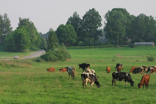 Cows grazing in green meadow in summer day.