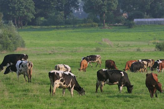 Cows grazing in green meadow in summer day.