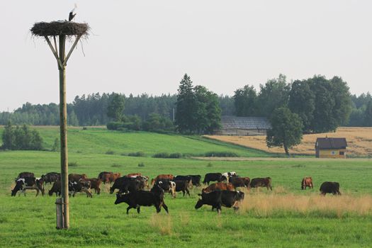 Cows grazing in green meadow in summer day.