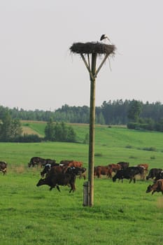 Cows grazing in green meadow in summer day.