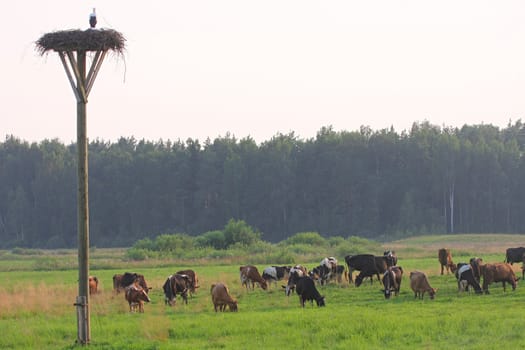 Cows grazing in green meadow in summer day.
