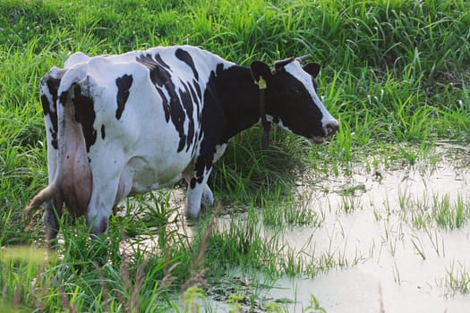 Straggled from herd, cow freshening up in summer day.