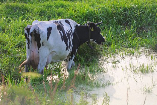 Straggled from herd, cow freshening up in summer day.