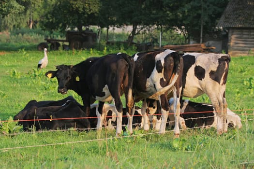 Cows grazing in green meadow. One cow is looking at the camera. White stork on the background.