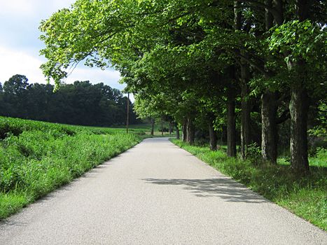 A photograph of a quiet country road.