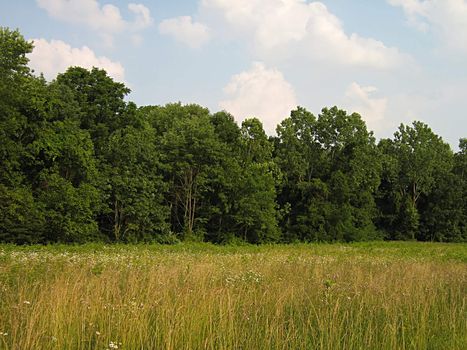 A landscape photograph of a peaceful forest.