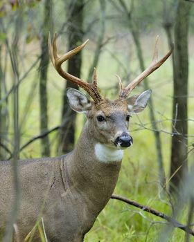 A whitetail deer buck close-up in the woods.