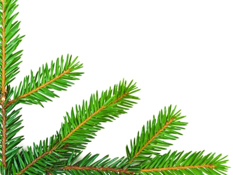 fir branch against the white background