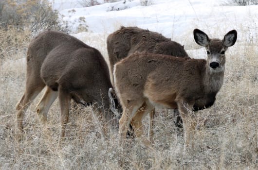 Mule Deer.  Photo taken at Lower Klamath National Wildlife Refuge, CA.