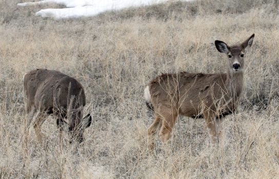 Mule Deer.  Photo taken at Lower Klamath National Wildlife Refuge, CA.