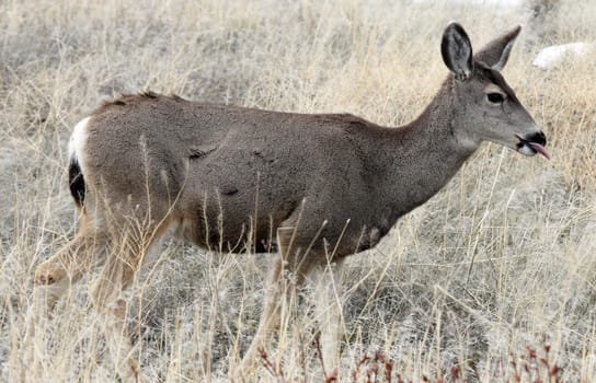 Mule Deer.  Photo taken at Lower Klamath National Wildlife Refuge, CA.