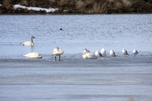 Tundra Swan.  Photo taken at Lower Klamath National Wildlife Refuge, CA.